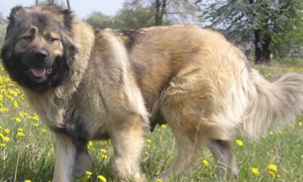 Πώς βρίσκουν οι σκύλοι τον δρόμο για να γυρίσουν σπίτι;